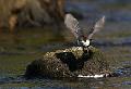 Fossekall-flukt - White-throated dipper (Cinclus cinclus)